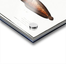 1. Snipe-Fish Centriscus Scolopax 2. Knife Fish Centriscus Scutatus 3. 4. Unctuous Sucker Cyclopterus Liparis Acrylic print