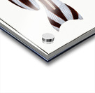 Warna Anthias Diagramma Acrylic print