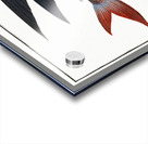 Flying-Fish Exocoetus evolans Acrylic print