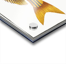 Grunt Anthias formosus Acrylic print