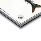 Mackrel Scomber Scomber Acrylic print