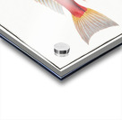 Piper Trigla Lyra Acrylic print