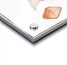 Sea-Rough Sparus Dentex Acrylic print