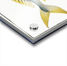 Carangoe Scomber Carangus Acrylic print