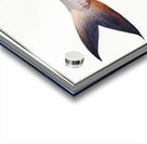 Rib-fish Cataphractus costatus Acrylic print