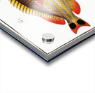 1. Pacu Perca unimaculata 2. Jub Perca Juba Acrylic print