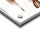 Shovel Platycephalus Spathula Acrylic print