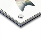 Eleven-ray Sciaena undecimalis Acrylic print