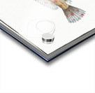 Blennius superciliosus Acrylic print