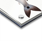 Sickle-Salmon Salmo falcatus Acrylic print