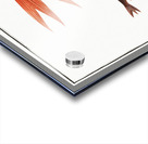 Gold-Fish Cyprinus Auratus Acrylic print