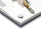 1. Cylindric Umber Sciaena cylindrica 2. Spotted Umber Sciaena maculata Acrylic print