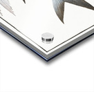 Middle-Pinned Flying-Fish Exocoetus Mesogaster Acrylic print