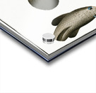 Punctulated Snake-head Ophicephalus punctatus Acrylic print