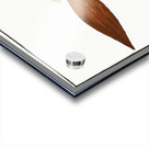 Bearded Lancet-tail Lonchurus barbatus Acrylic print