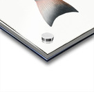 Two-spined Umber Sciaena diacantha Acrylic print