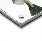 Cod Fish Gadus Morhua Acrylic print