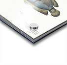 1. Chaetodon bimaculatus 2. Chaetodon biaculeatus Acrylic print