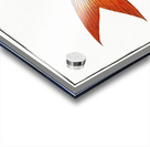 Toothless Salmon Salmo edentulus Acrylic print