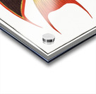 Treble-coloured Chaetodon tricolor Acrylic print