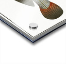 Aney Johnius Aneus Acrylic print