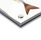 Red Gurnard Trigla Cuculus Acrylic print