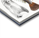 Star-Gazer Uranoscopus Scaber Acrylic print