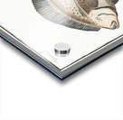 Flounder Pleuronectes Flesus Acrylic print