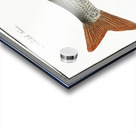 Roach Cyprinus Rutilus Acrylic print