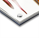 Blind-Fish Gastrobranchus coecus Acrylic print