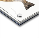 Dab Pleuronectes Limanda Acrylic print