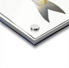 Herring of Malabar Clupea malabarica Acrylic print