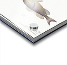 1. Schratser Gymnocephalus Schratser 2. Siver-Bald Gymnocephalus argenteus Acrylic print