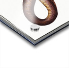 Marble Synbrant Synbranchus marmoratus Acrylic print