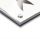 Africain Herring Clupea africana Acrylic print