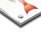 Streaked Gurnard Trigla lineata Impression Acrylique