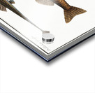 1. Fifteen-Spined Stickleback Gasterosteus Spinachia 2. Ruffe Perca Cernua 3. Stickleback Gasterosteus Aculeatus 4. lesser Stickleback Gasterosteus Pungitius Acrylic print