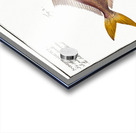 1. Nose-Herring Clupea Nasus 2. Little Mackrel Scomber minutus Acrylic print