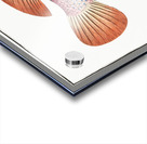 Negro-fish Perca punctata Acrylic print