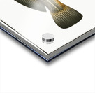 Karutt Johnius Carutta Acrylic print