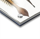 1. 4. Lancet-Goby Gobius Lanceolatus 2. 3. Black Goby Gobius Niger Acrylic print