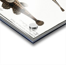 1. 2. River Bullhead Cottus Gobio 3. 4. Armed Bullhead Cottus Cataphractus Acrylic print