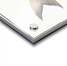 Frederics Salmon Salmo Friderici Acrylic print