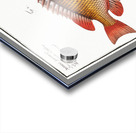 1. Double string Anthias bilineatus 2. Japanese Grunt Anthias japonicus Acrylic print