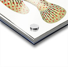 Dropped Perch Perca maculata Acrylic print