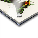 Madagascan Sunset Moth Urania Riphaeus Acrylic print