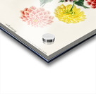 Dahlia Acrylic print