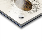 European Hedgehog Erinaceus Europaeus and Common Treeshrew Tupaia Glis Acrylic print