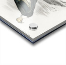 European Hedgehog Erinaceus Europaeus and Common Treeshrew Tupaia Glis Acrylic print