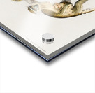 Cercopithecus griseus Guenon Grivet Acrylic print